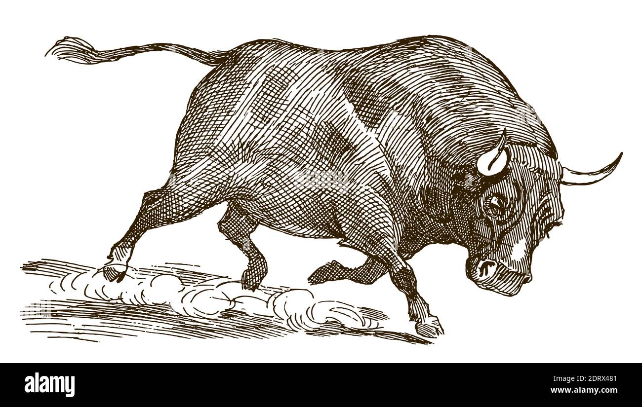 Running bull with lowered head in side view, after an illustration from the early 20th century Stock Vector