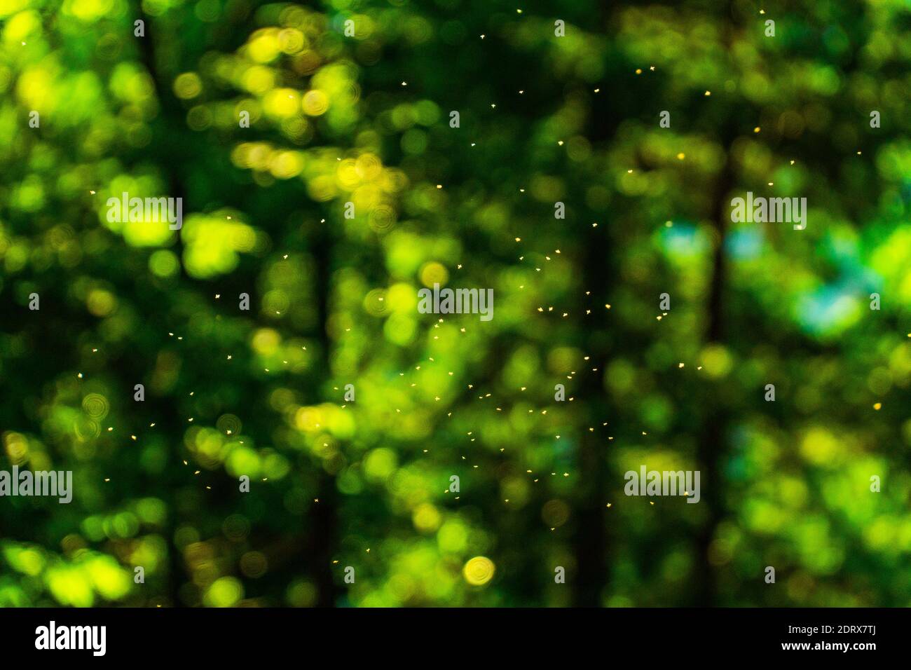 Abstract insects pattern hi-res stock photography and images - Alamy