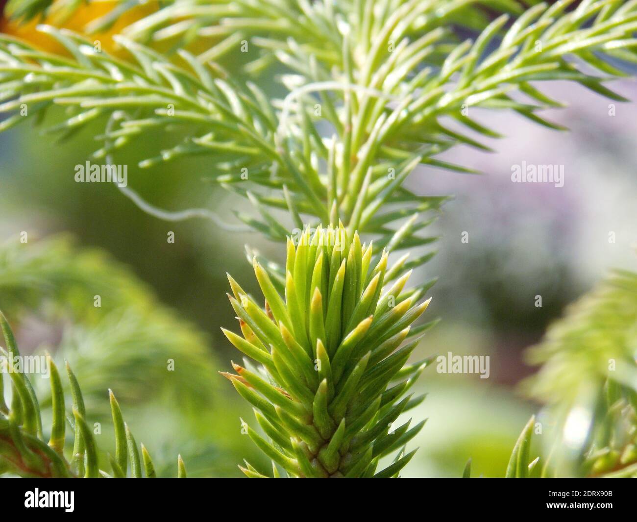 Needle Shaped Leaves High Resolution Stock Photography and Images Alamy