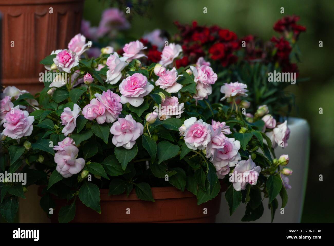 Close-up Of Pink Flowering Plants Stock Photo