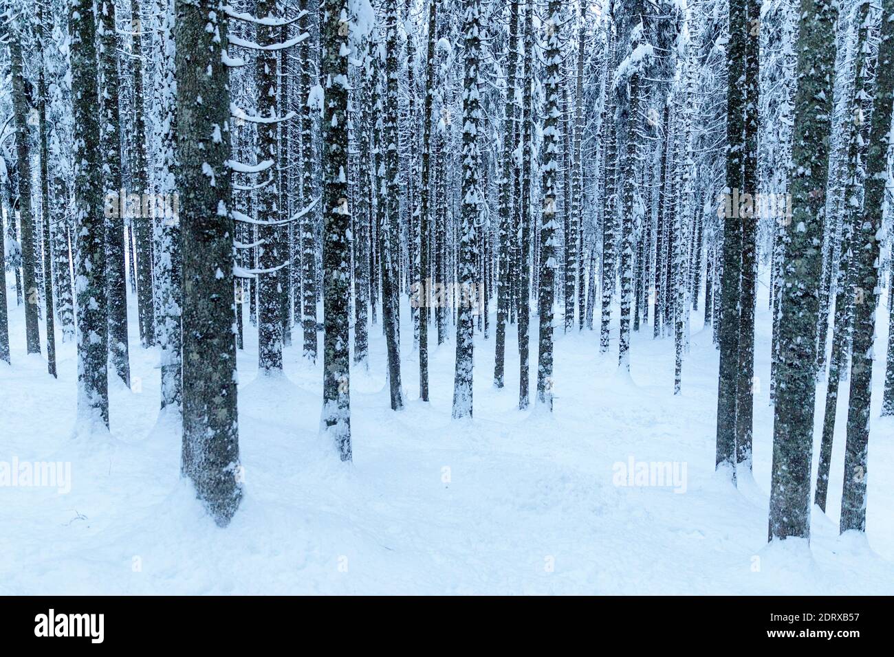 Forest in winter, tree trunks covered in snow Stock Photo