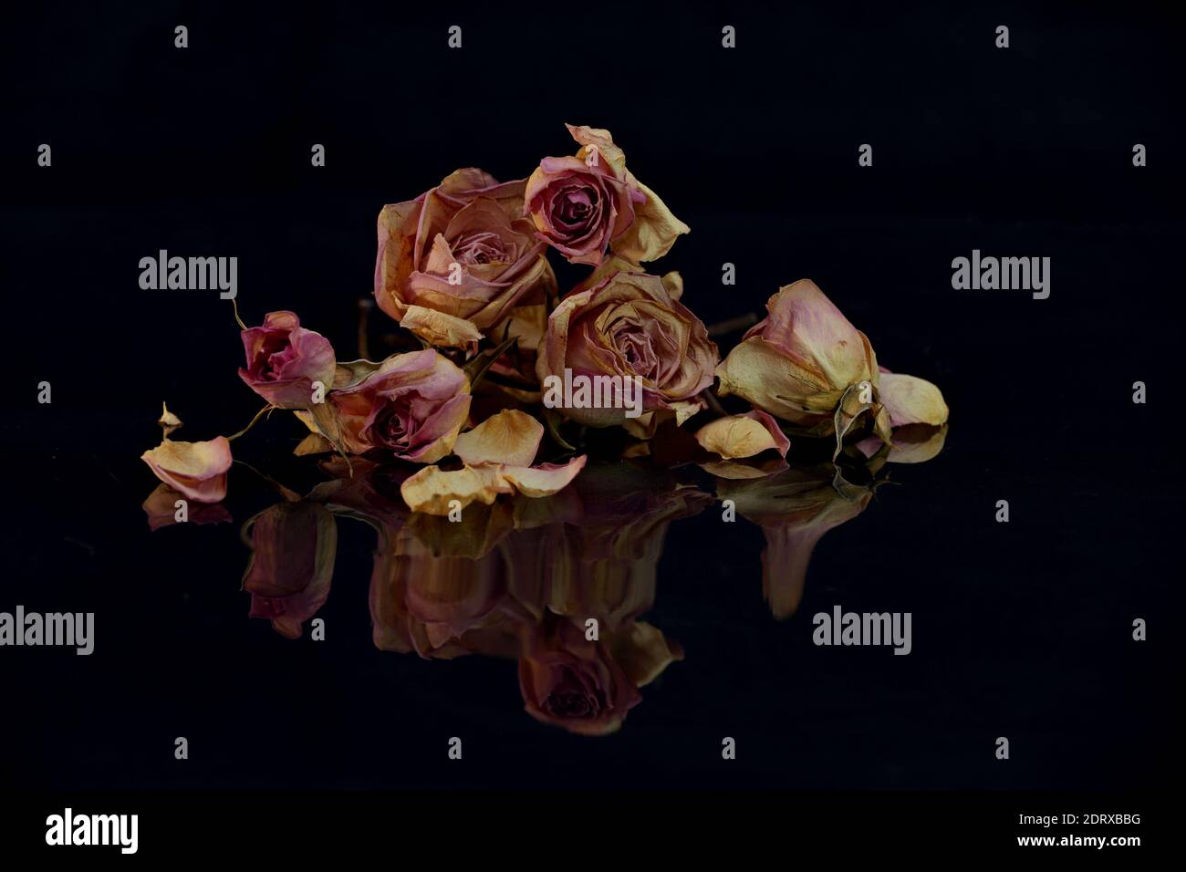 Faded roses on reflective surface Stock Photo