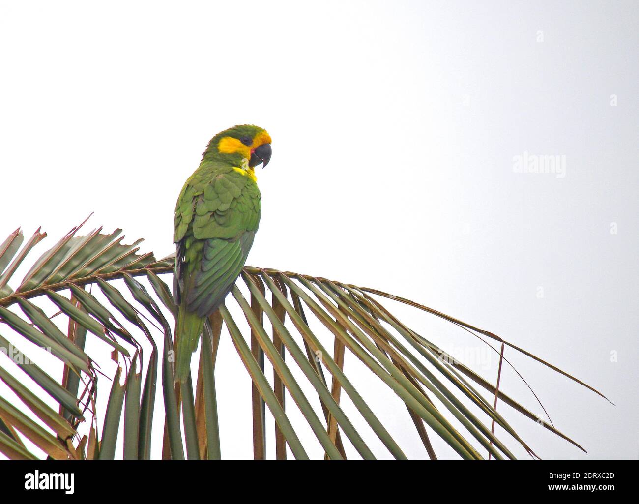 Yellow-eared Parrot (Ognorhynchus icterotis) an endangered species of the Colombian Andes. Stock Photo