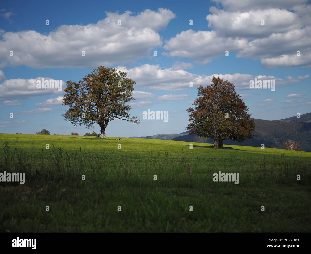 Trees On Field Against Sky Stock Photo