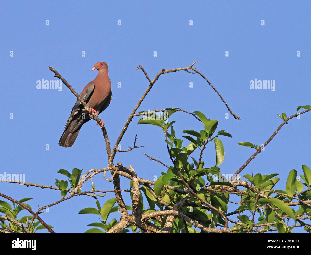 Redbilled pigeon, Patagioenas flavirostris Stock Photo Alamy
