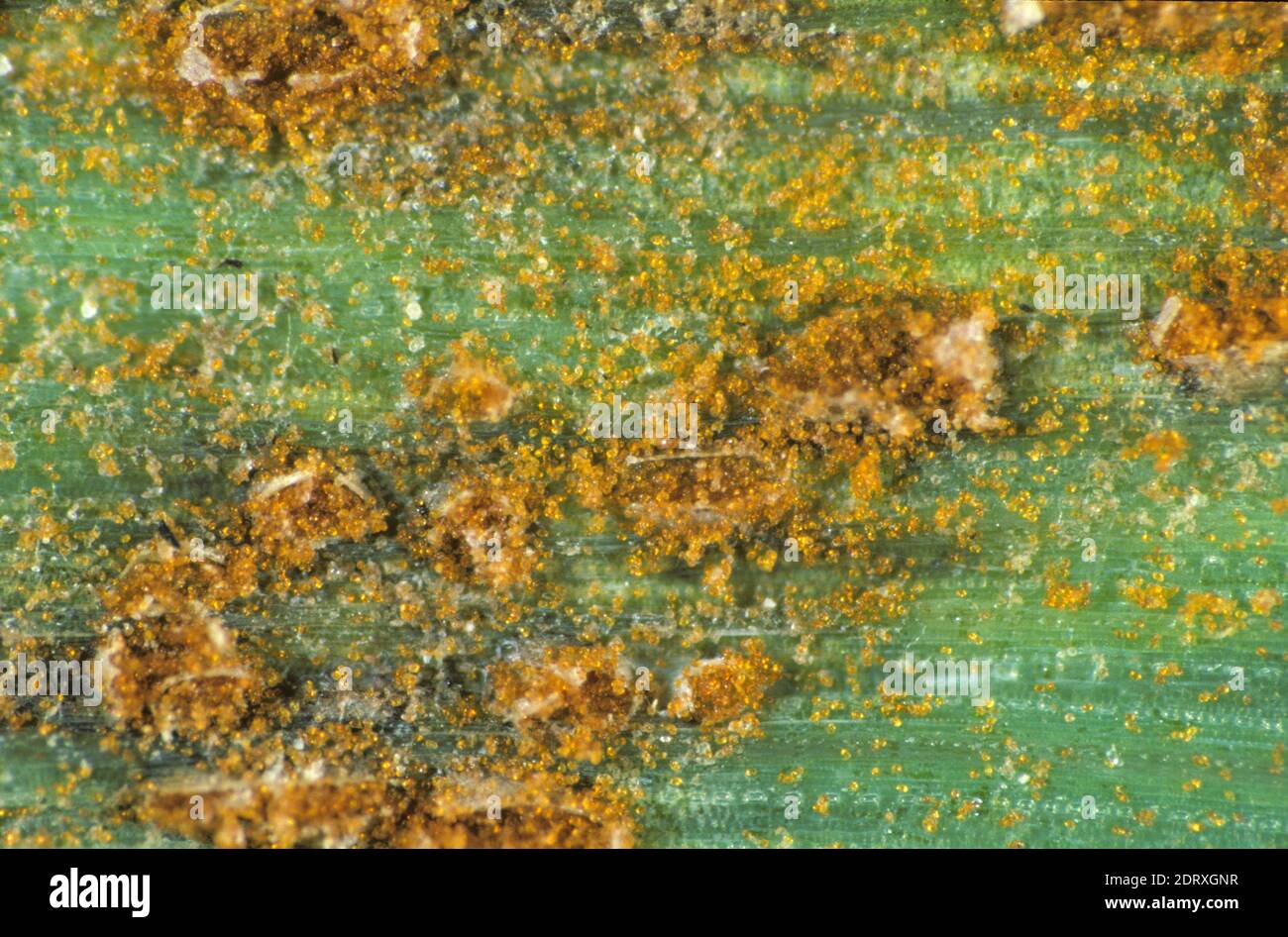 Photomicrograph of sporulating leaf or brown rust (Puccinia hordei) pustules and spores on a barley leaf Stock Photo