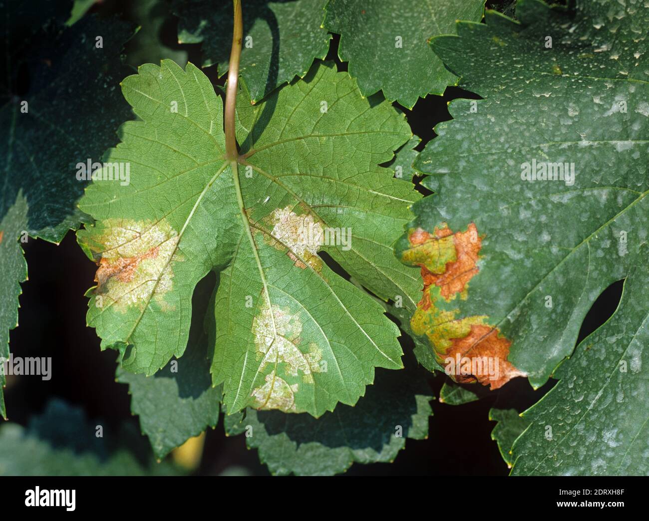Downy mildew (Plasmopara viticola) lesions on on grapevine leaf top & underside, Greece Stock Photo