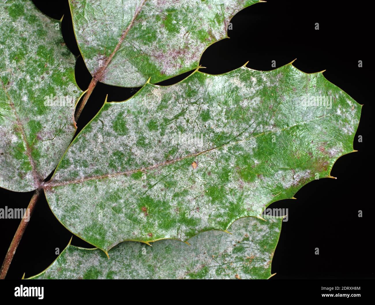 Powdery mildew (Microsphaera berberis) white mycelium on the upper