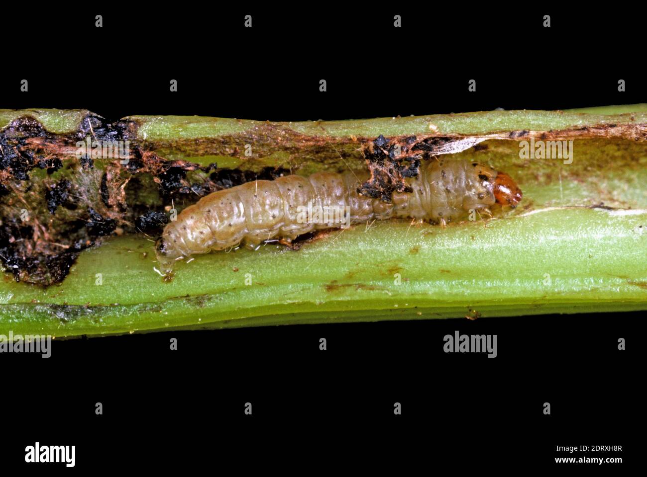 Potato tuber moth (Phthorimaea operculella) caterpillar feeding in a sugar beet petiole, Greece Stock Photo