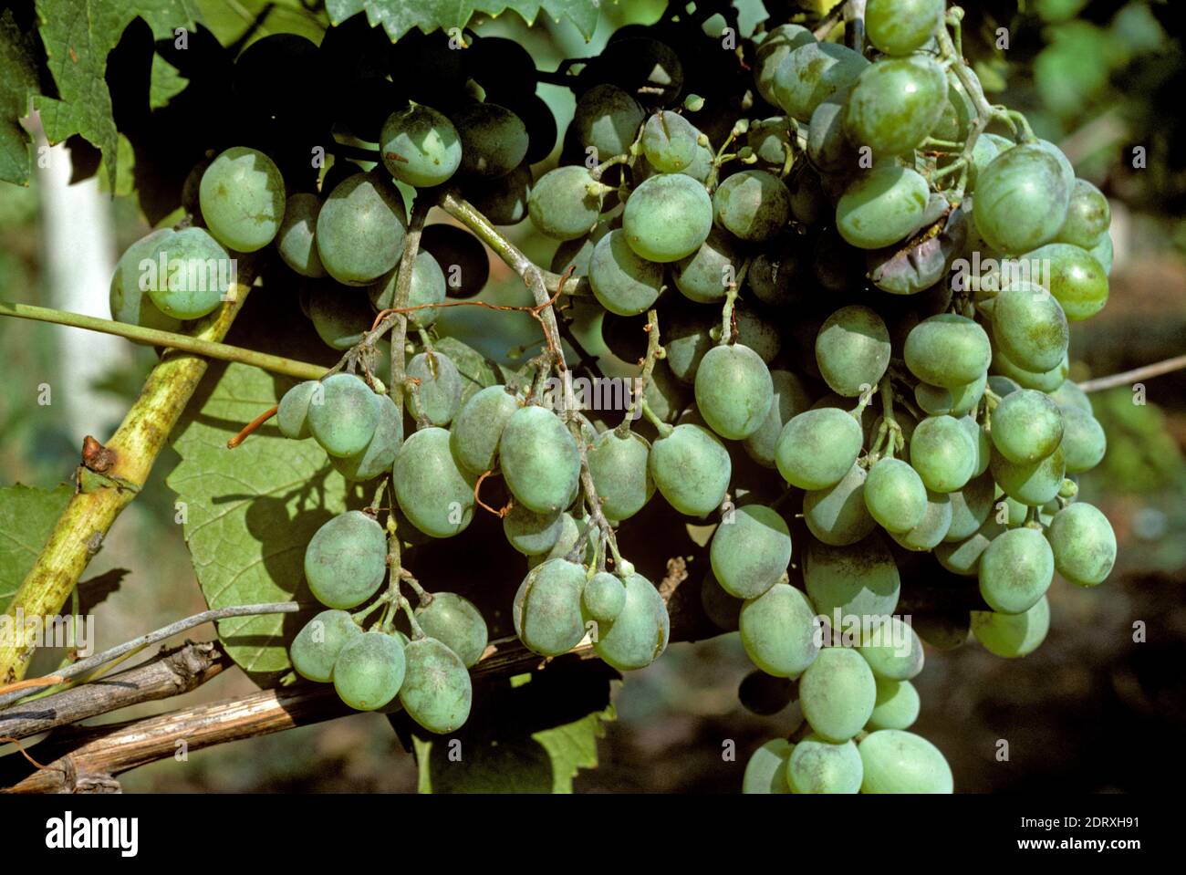 Powdery mildew (Uncinula necator) fungal disease infection causing discoloured  & split white wine grapes, Greece Stock Photo
