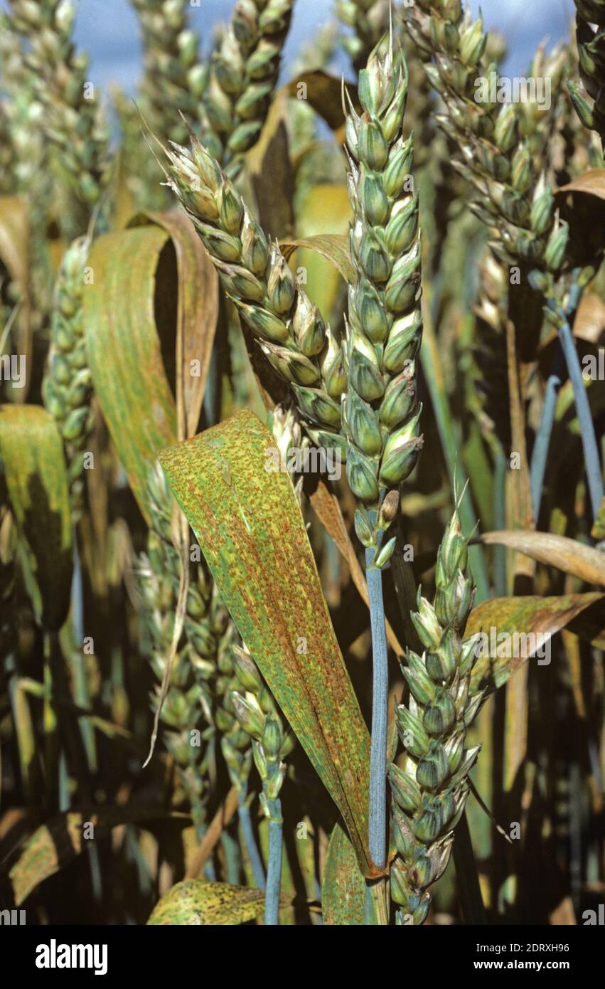 Brown or leaf rust (Puccinia triticina) infection on flag leaves and ears of a wheat crop in green unripe ears Stock Photo