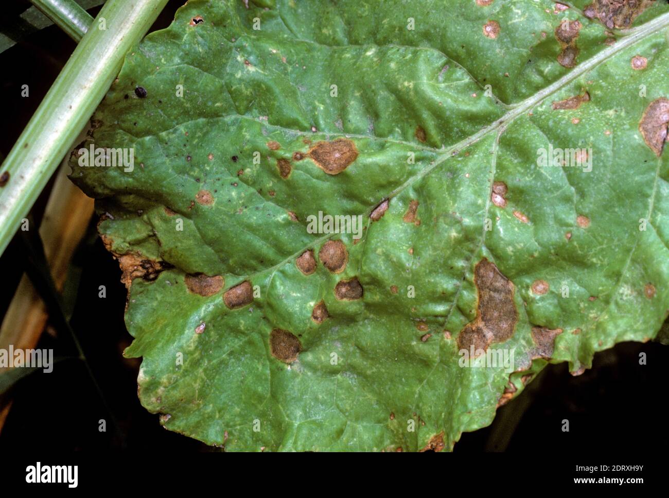 Phoma leaf spot (Phoma betae) necrotic fungal disease lesions on a sugar beet leaf, Greece Stock Photo