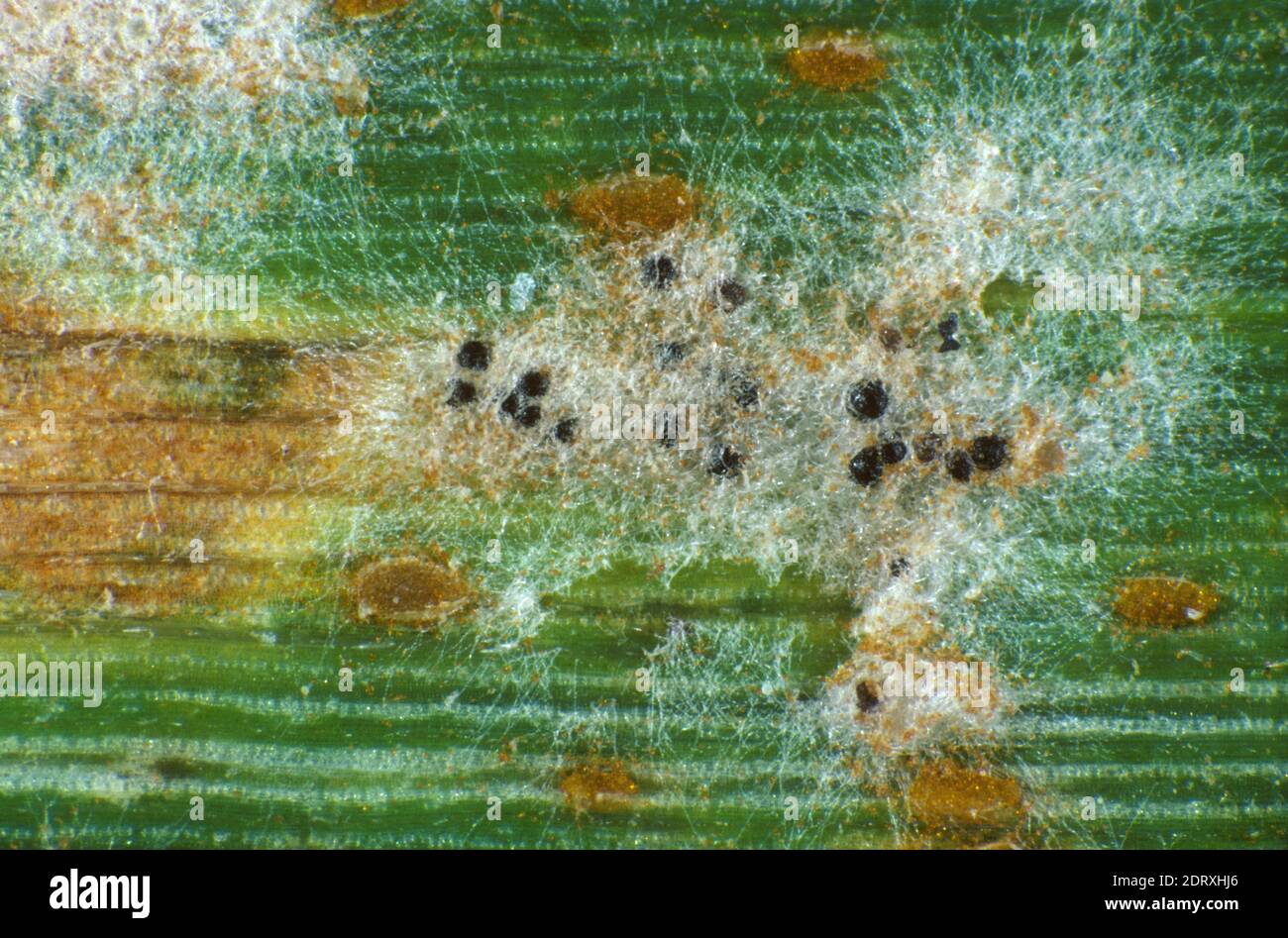 Powdery mildew (Erysiphe graminis) mycelium and cleistothecia and brown leaf rust (Puccinia triticina) pustules on a wheat leaf Stock Photo