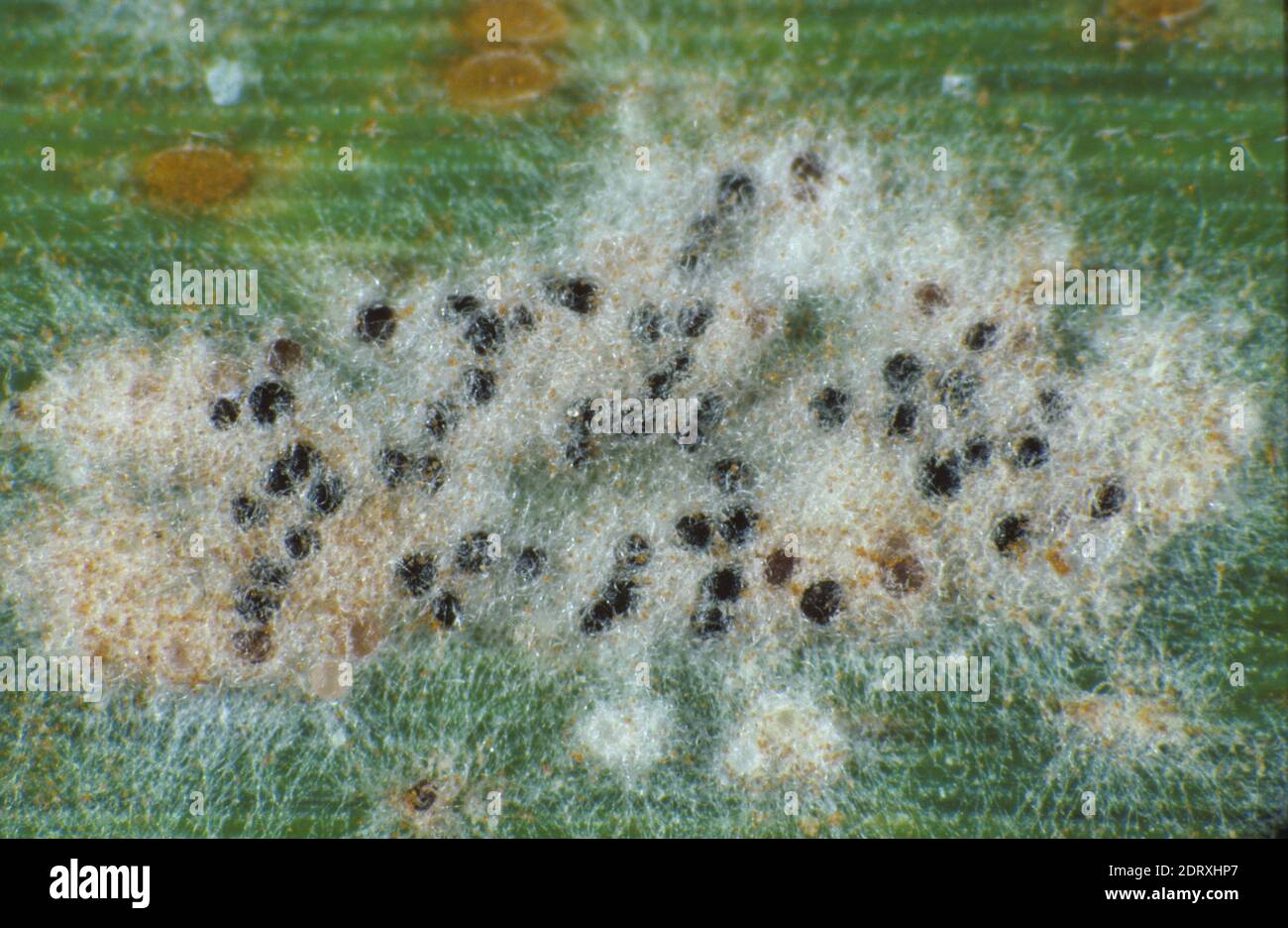 Powdery mildew (Blumeria graminis) mycelium and cleistothecia and brown leaf rust (Puccinia