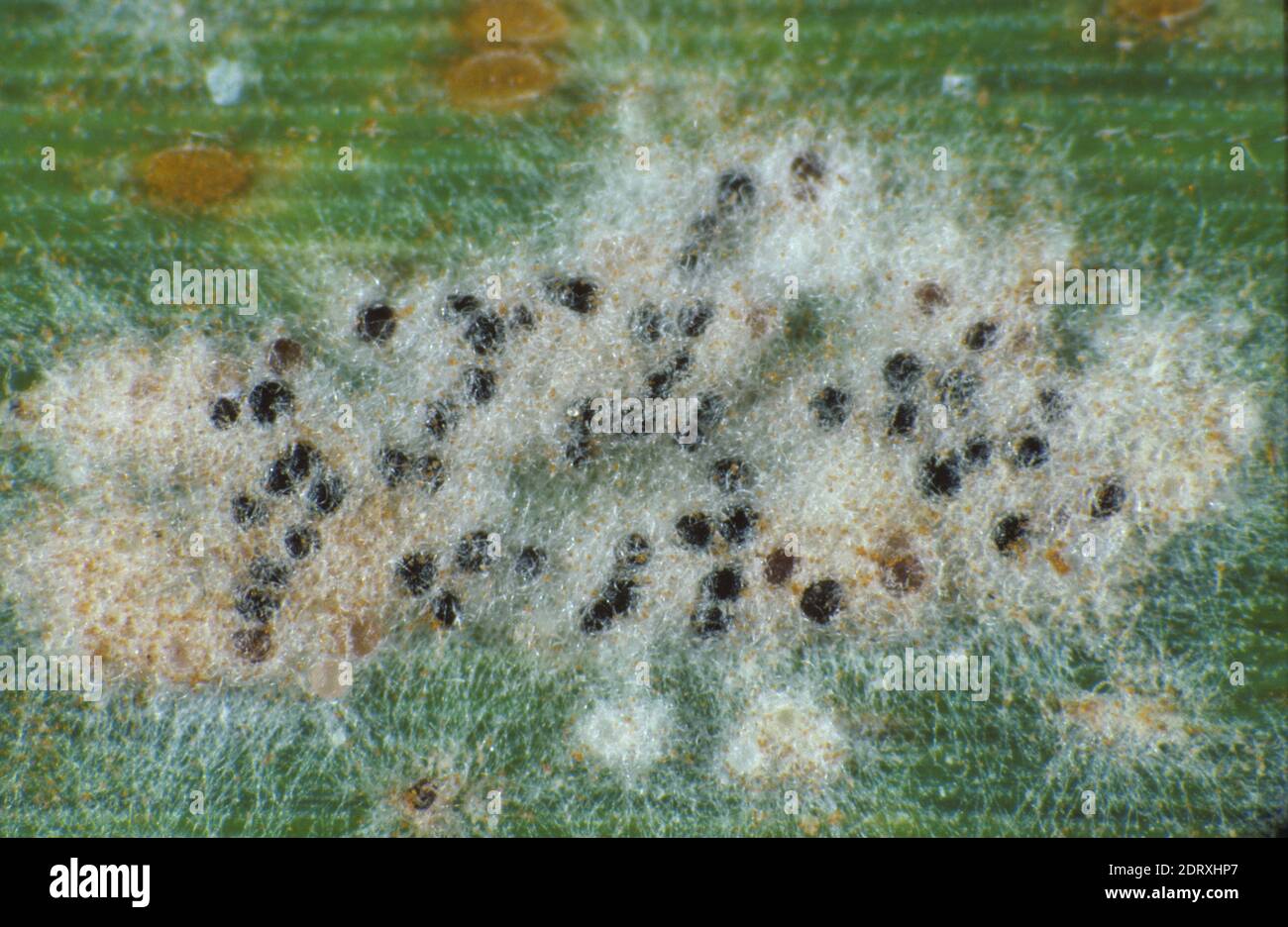 Powdery mildew (Erysiphe graminis f.sp. tritici) mycelium and cleistothecia and brown leaf rust (Puccinia triticina) pustules on a wheat leaf Stock Photo