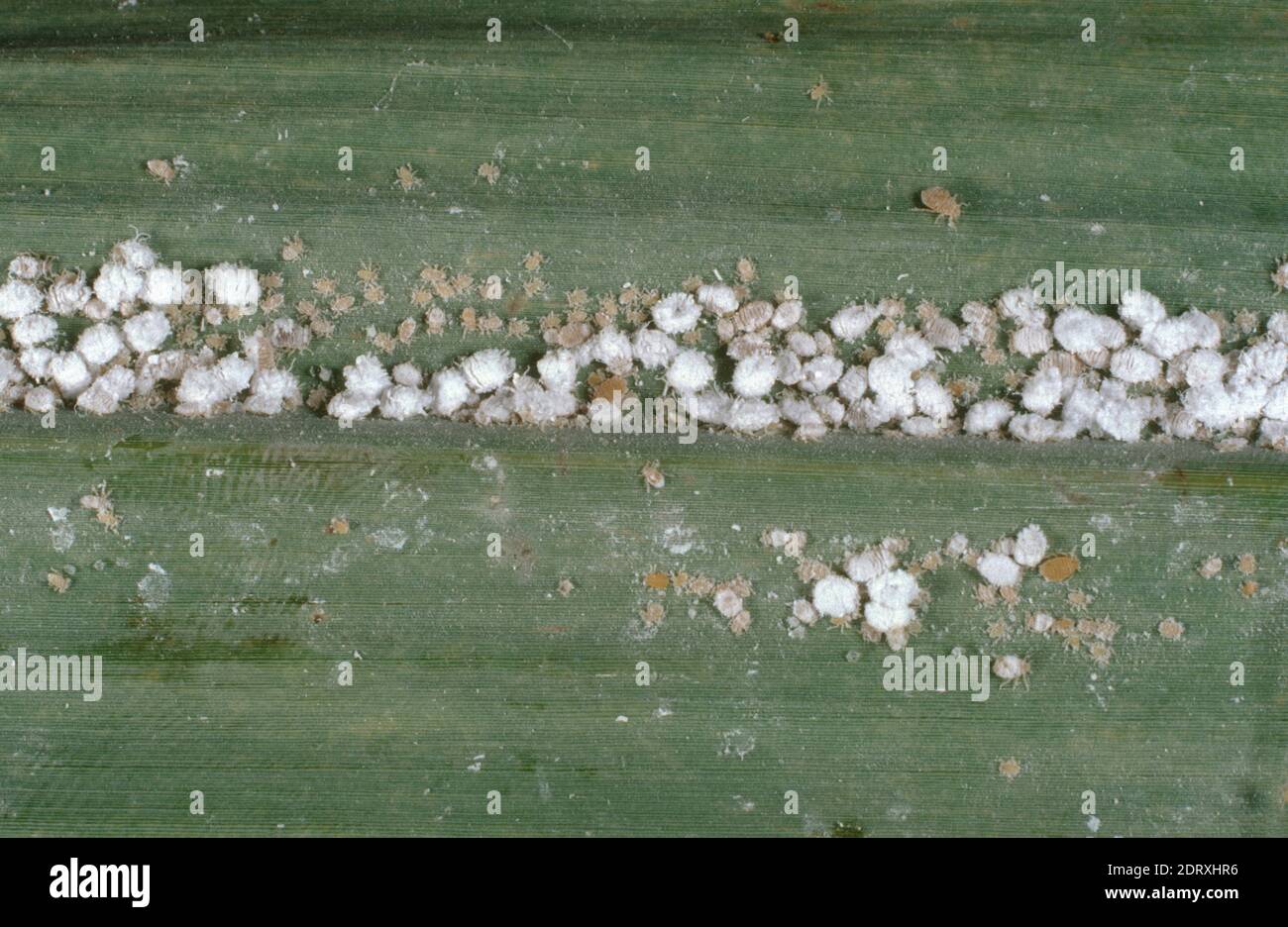 Grey sugarcane mealybug (Saccharicoccus sacchari) infestation of various stages on sugar cane leaf, Thailand Stock Photo