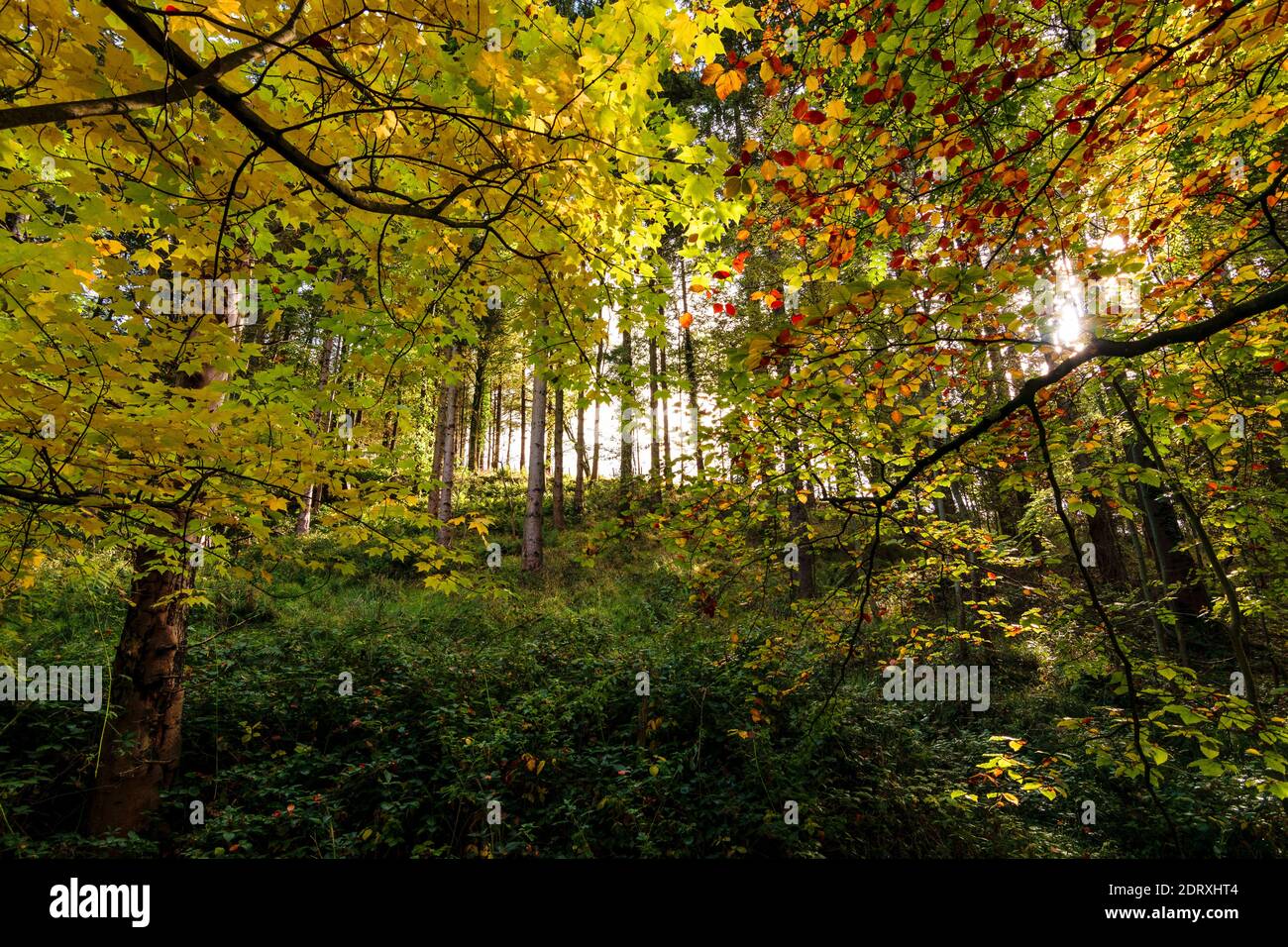 Colourful autumn foliage in the morning hi-res stock photography and ...