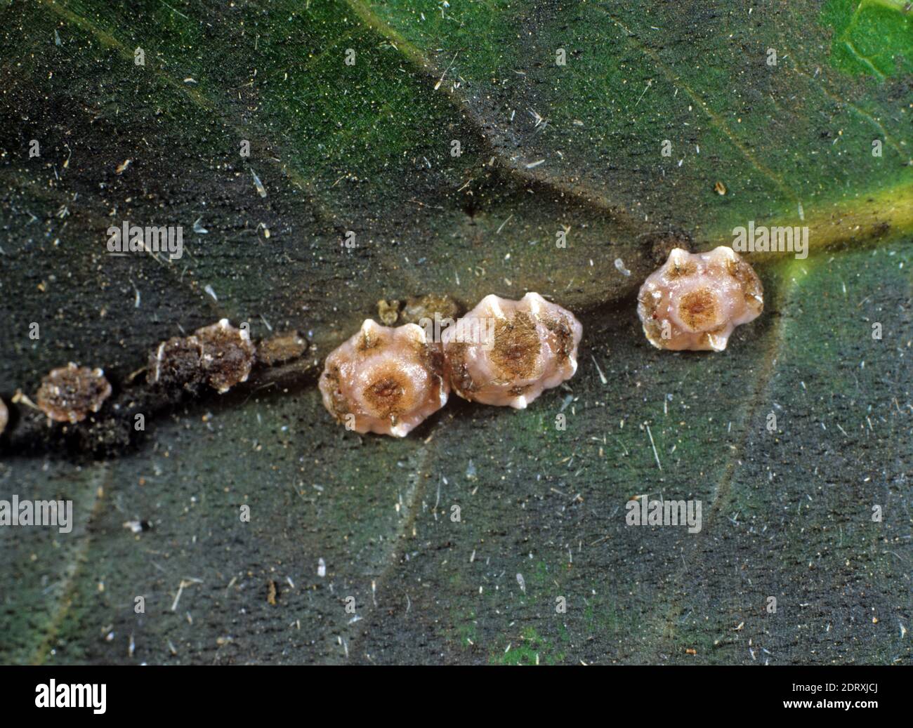 Wax scale insect (Ceroplastes spp.) adults and immatures along the midrib of a mango leaf, Thailand Stock Photo