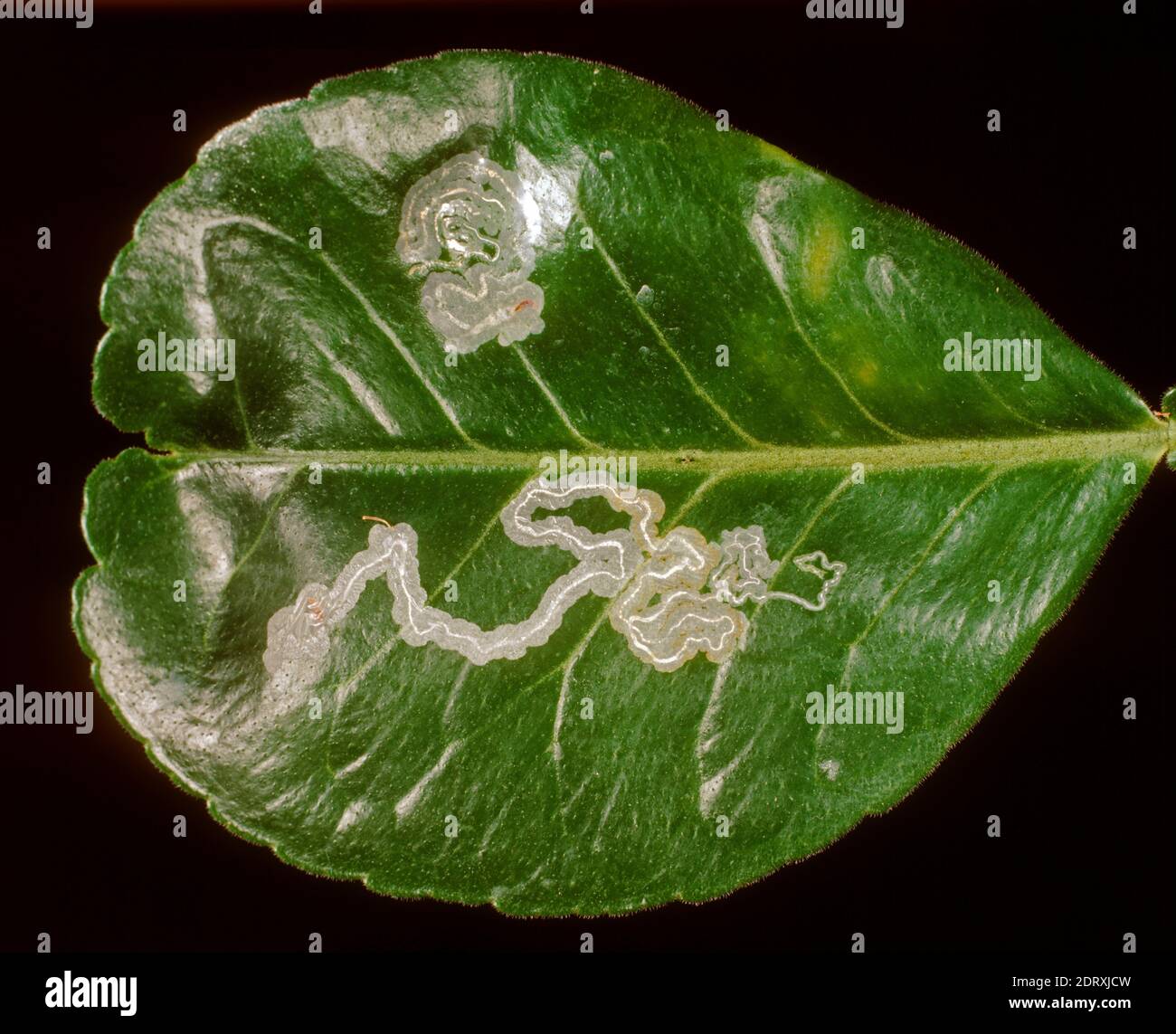 Citrus leafminer (Phyllocnistis citrella) pest  leaf mines in a pummelo (Citrus maxima) leaf, Thailand Stock Photo