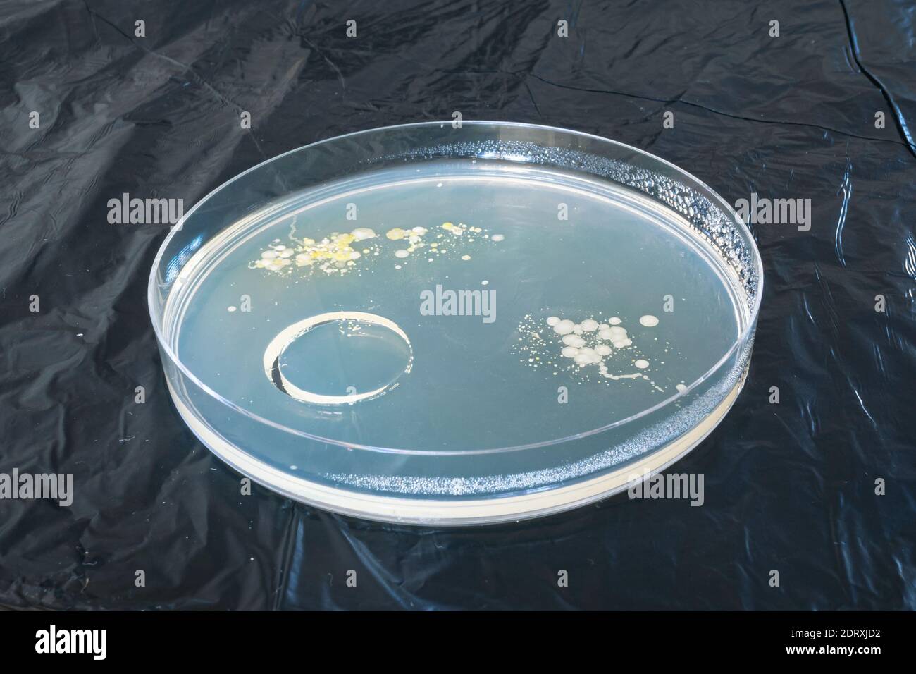 Petri culture dish with bacteria, used for scientific research Stock Photo