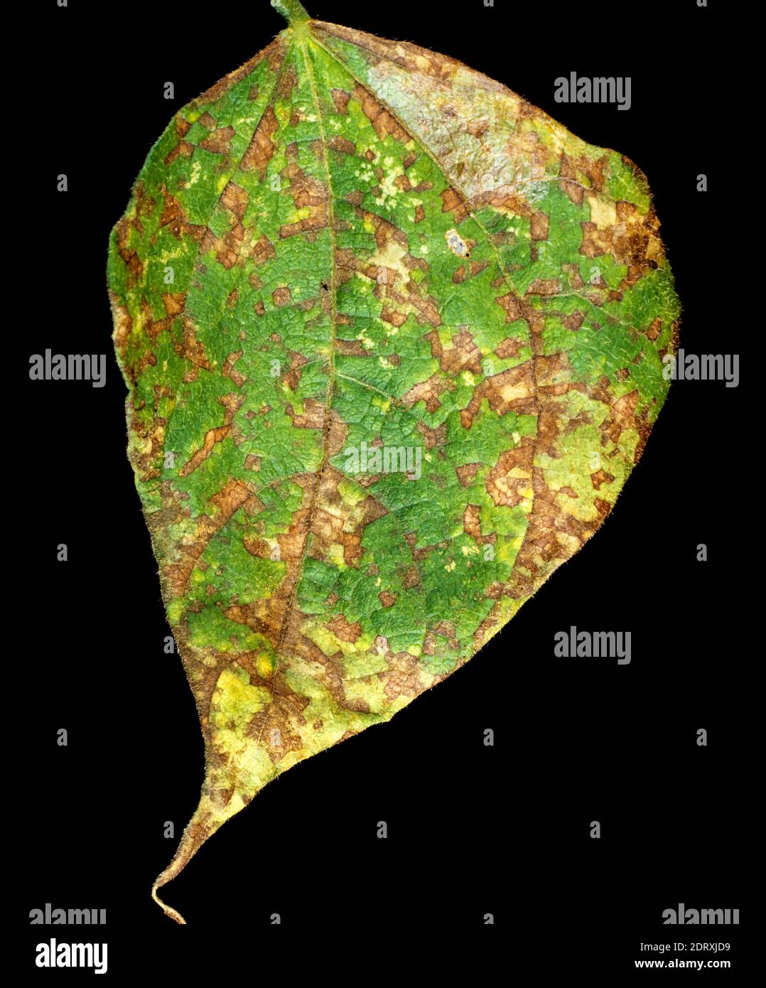 Angular leaf spot (Phaeoisariopsis griseola) lesions on green bean (Phaseolus vulgaris) leaf, Thailand Stock Photo