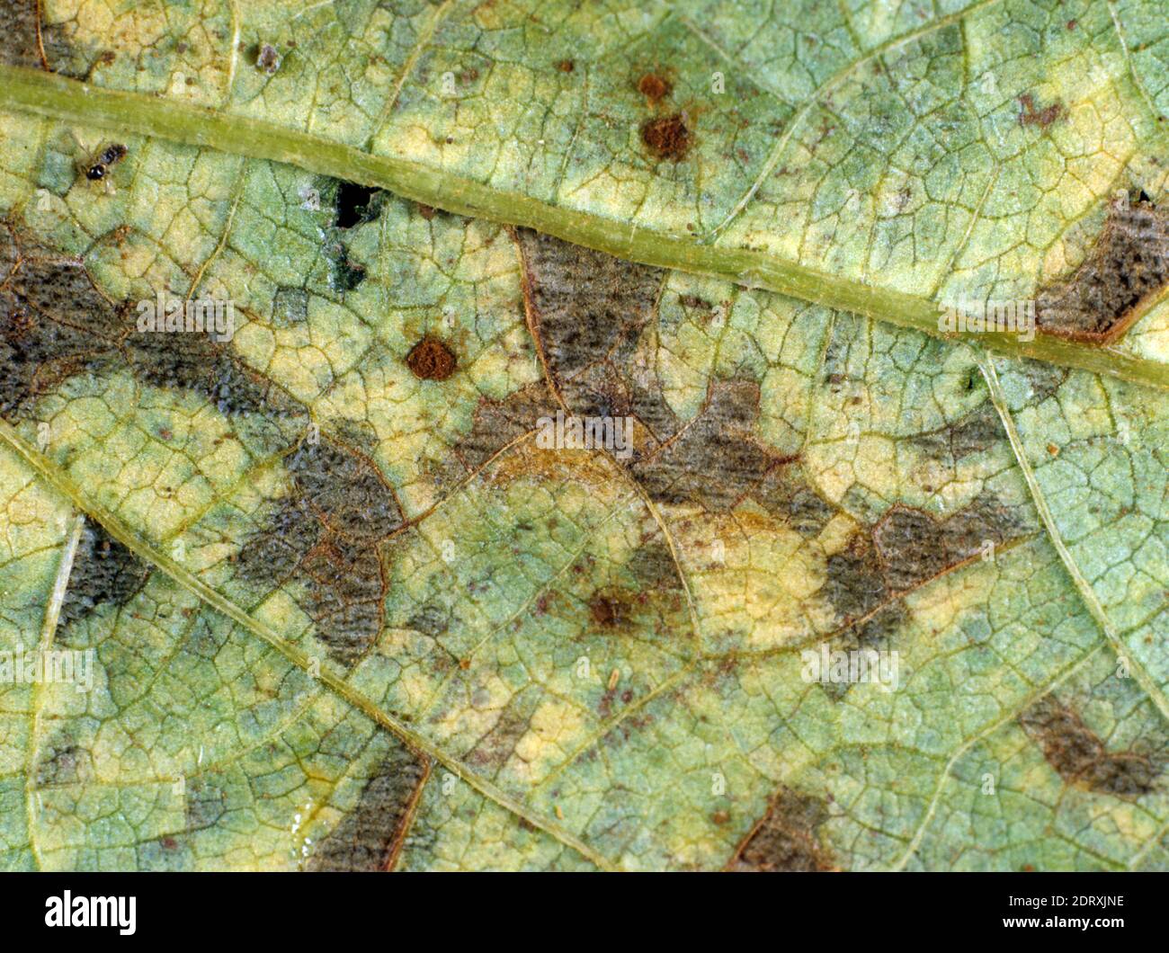 Angular leaf spot (Phaeoisariopsis griseola) lesions on green bean (Phaseolus vulgaris) leaf, Thailand Stock Photo