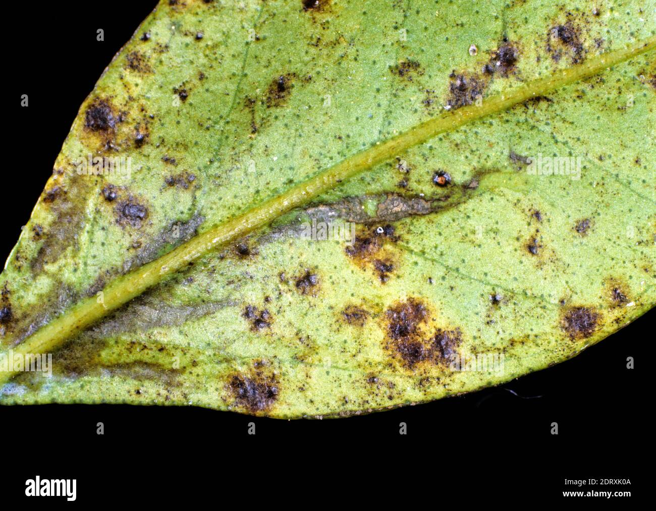 Greasy spot (Mycosphaerella citri) disease blisters on the underside of an orange leaf, Thailand Stock Photo