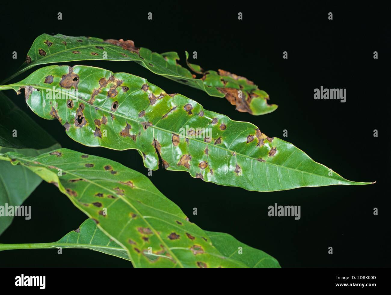 Black spot or anthracnose (Colletotrichum gloeospioroides) spotting lesions and damage to a mango tree leaf, Thailand Stock Photo