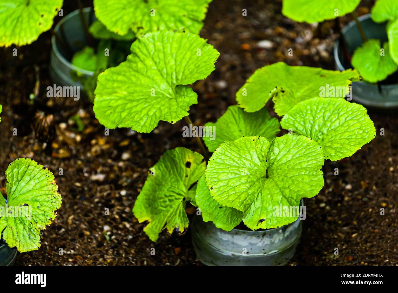 Young wasabi plant in a growing pot. Only on the Izu Peninsula in a special microclimate wasabi thrives outdoors. It takes years until the first harvest from a young plant. Wasabi is one of the most demanding crops of all Stock Photo