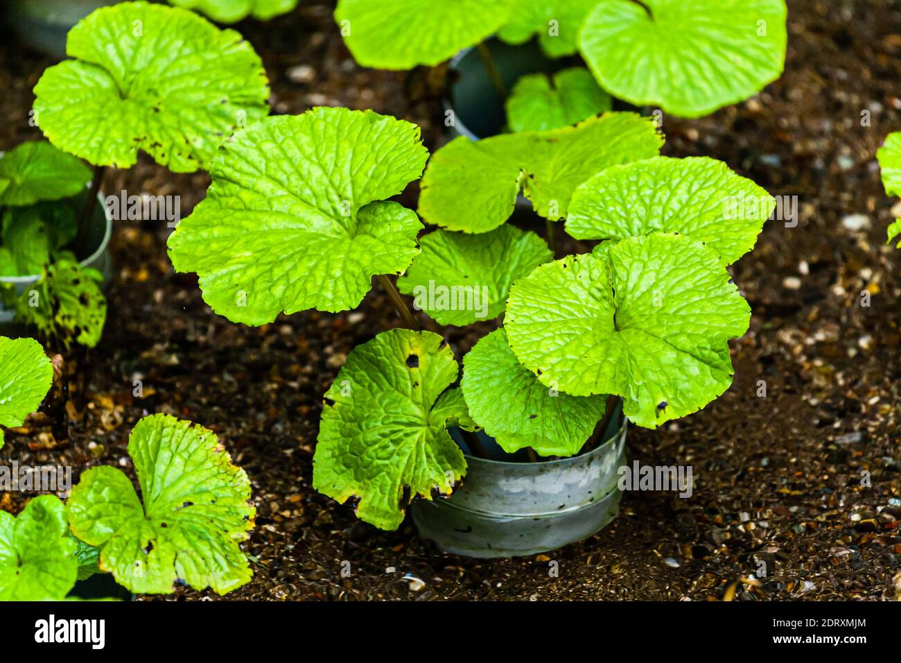 Young wasabi plant in a growing pot. Only on the Izu Peninsula in a special microclimate wasabi