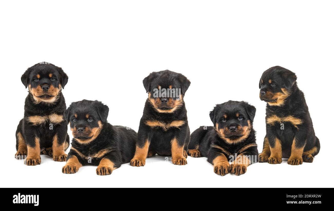 Litter of five rottweiler puppies isolated on a white background Stock  Photo - Alamy