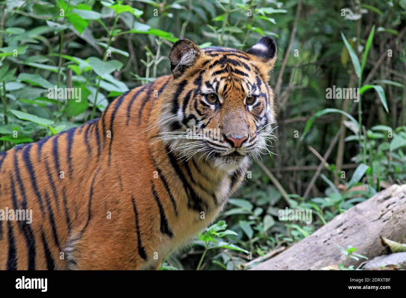 Sumatraanse Tijger, Sumatran Tiger, Panthera tigris sumatrae Stock ...