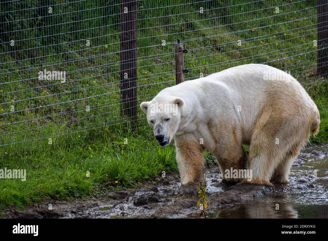 Yorkshire wildlife polar hi-res stock photography and images - Alamy