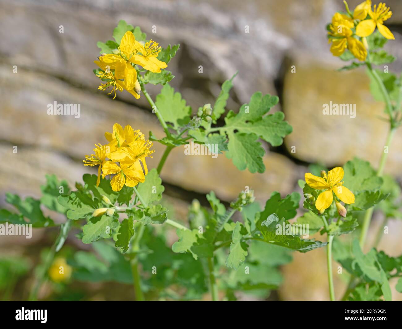 Flowering celandine, chelidonium majus Stock Photo