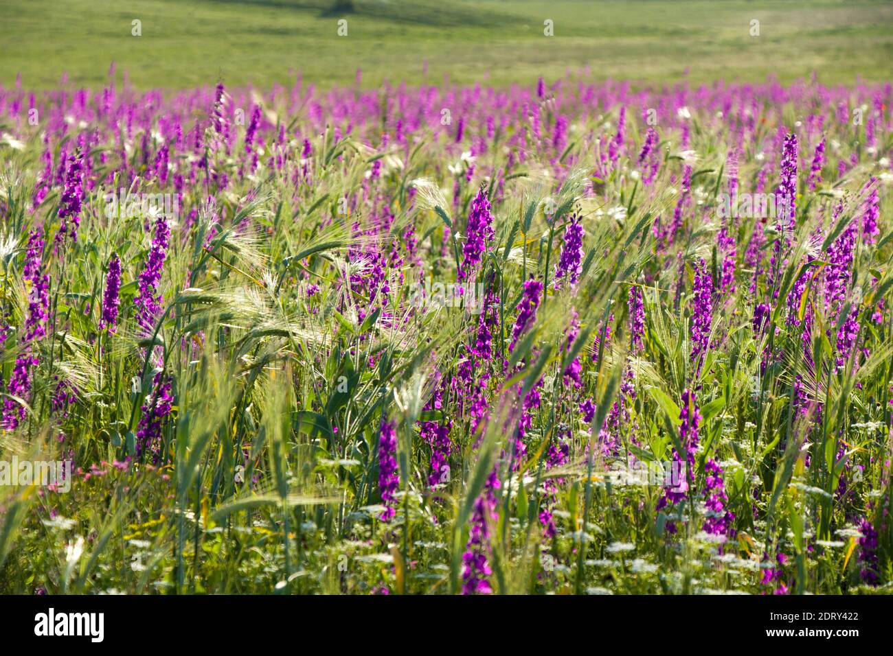 Macro Of The Field, Grass And Flowers. Purple Flowers Valley.georgia Stock  Photo - Alamy