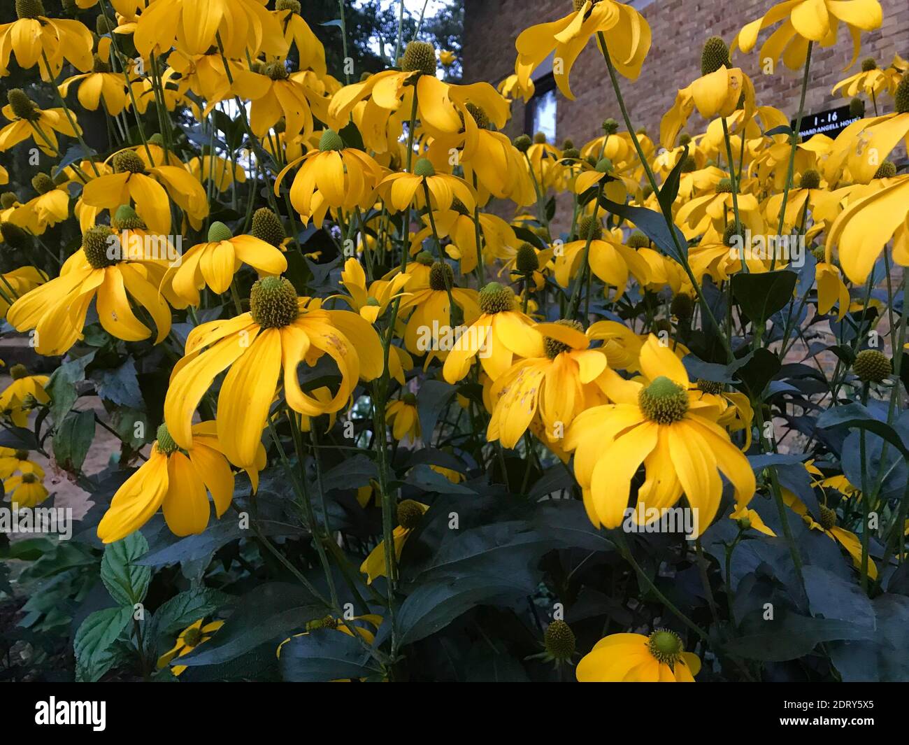 Flower Of Joy Stock Photo Alamy
