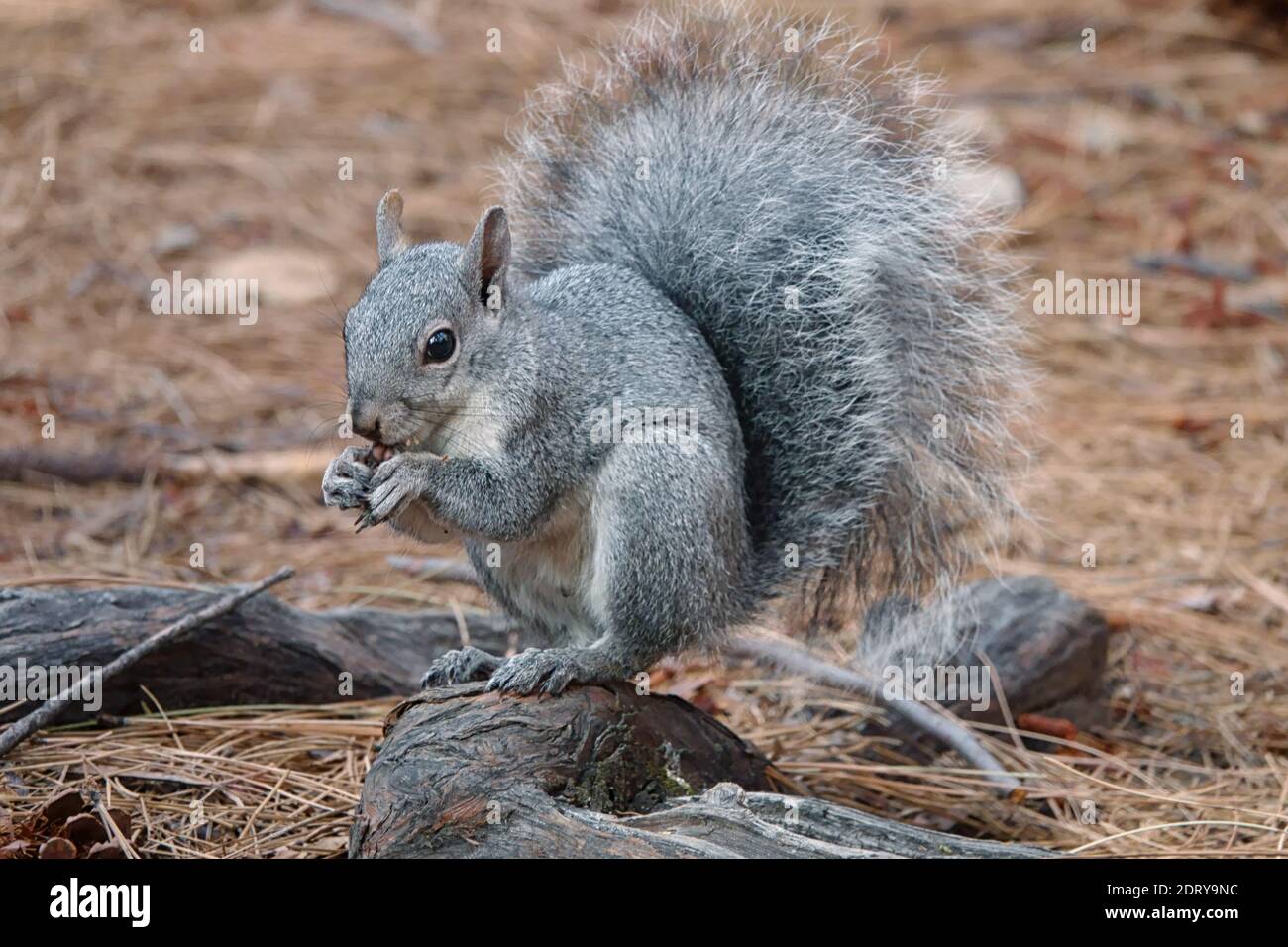 A western gray squirrel is shown eating an acorn on the forest floor during an autumn day. Stock Photo