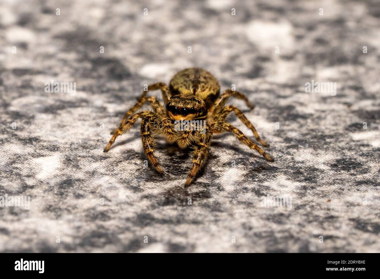 jumping wolf spider close up view looking into the camera , taking images  in the garden during corona, covid-19 times, frankfurt, germany Stock Photo  - Alamy