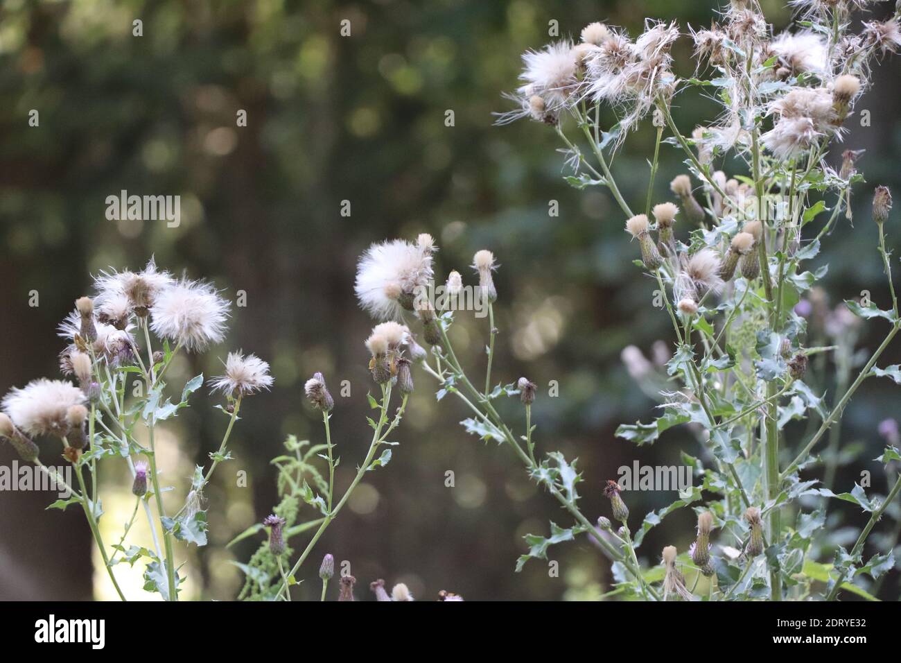 blooming thistles in front of a forest Stock Photo
