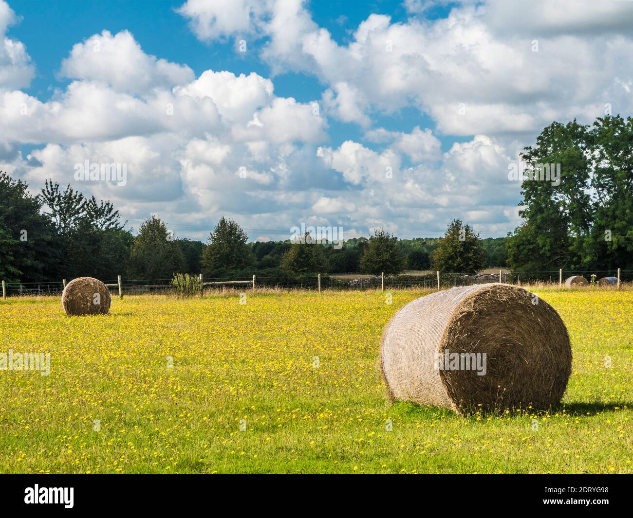 Round hay bales ina field of yellow hawkweed in the Gloucestershire Cotswolds. Stock Photo