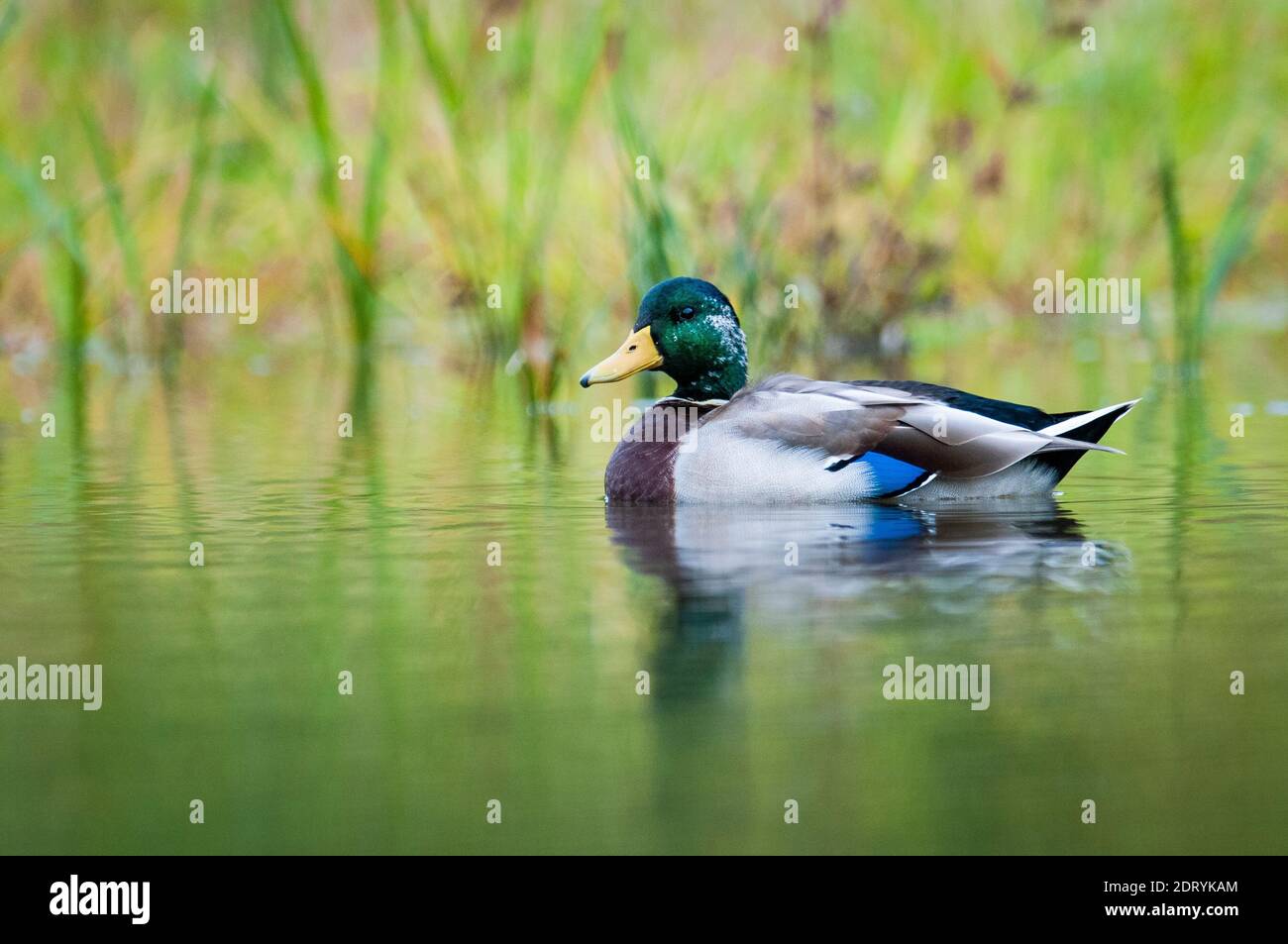 Mallard duck on a marsh in the St. Lawrence River in Canada. Stock Photo