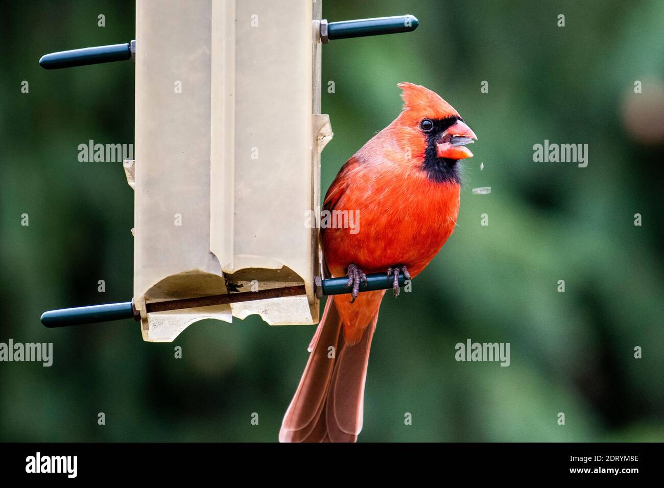 Northern Cardinal perched at a bird feeder in winter. Stock Photo