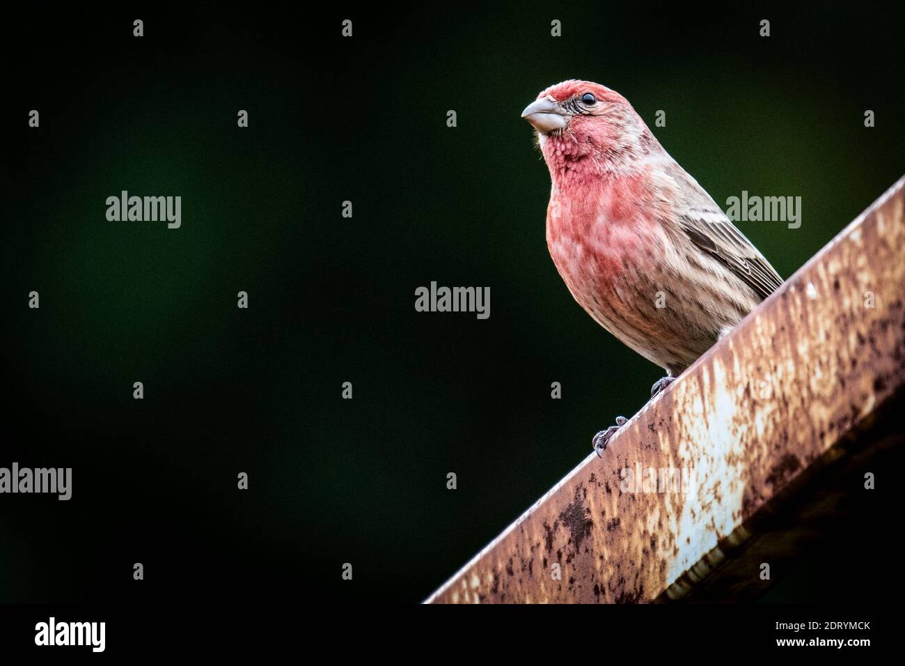 Bird feeders tree hires stock photography and images Alamy