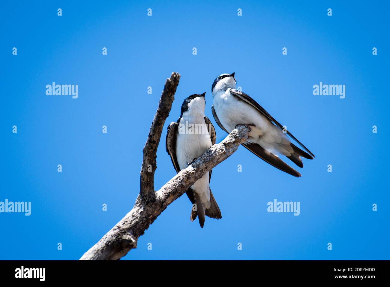 Perched Tree swallows close by their nest. Stock Photo