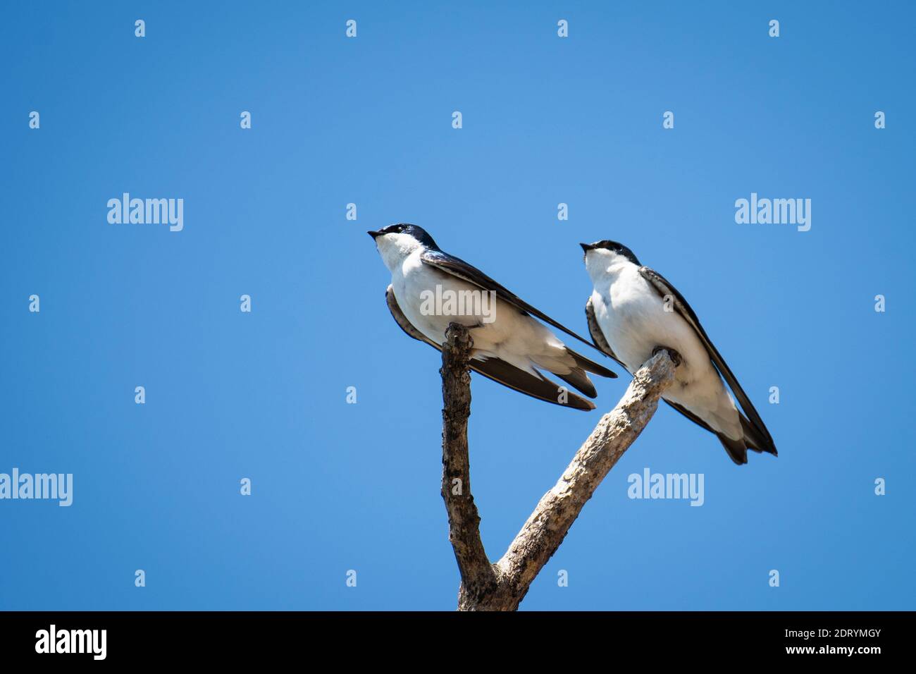 Perched Tree swallows close by their nest. Stock Photo
