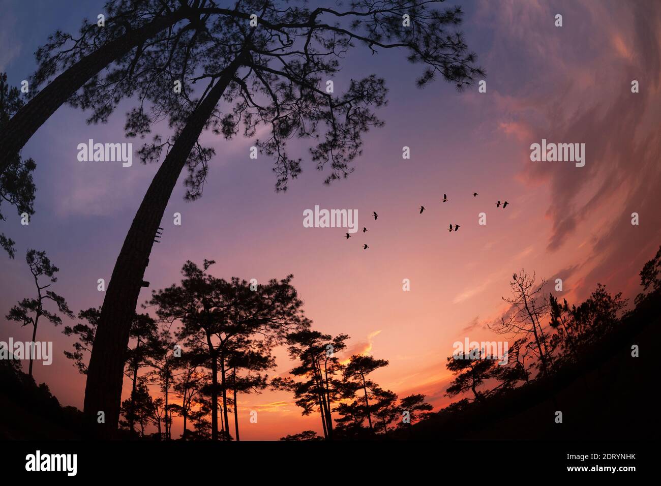 silhouette landscape pine forest with colorful sky and cloud with birds group Stock Photo