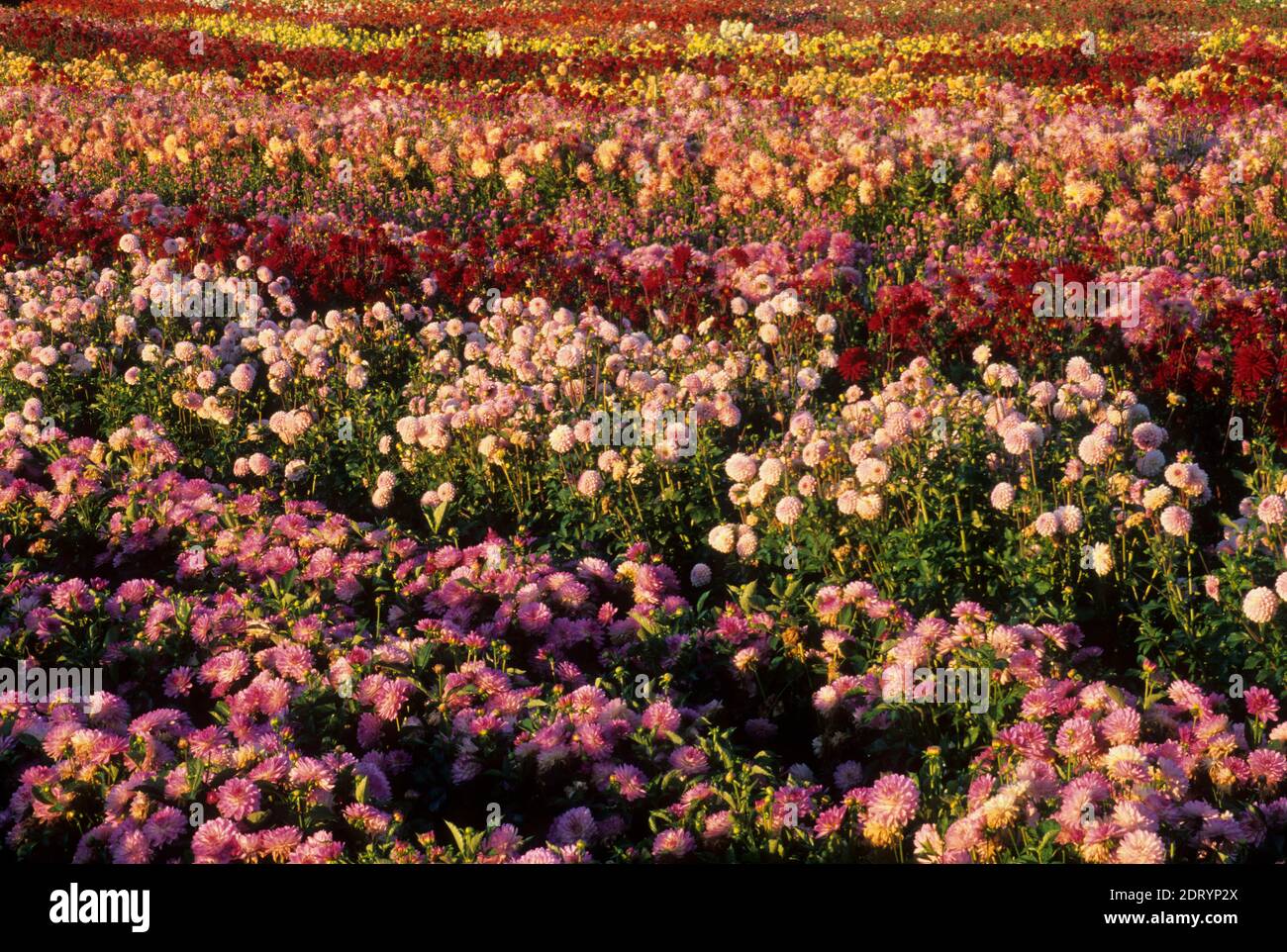 Dahlia field, Swan Island Dahlias, Canby, Oregon Stock Photo Alamy