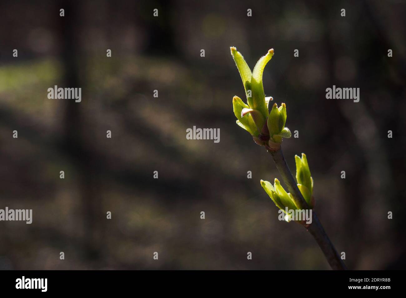 Close-up of branch with young green leaves in spring day. Copy space for text Stock Photo