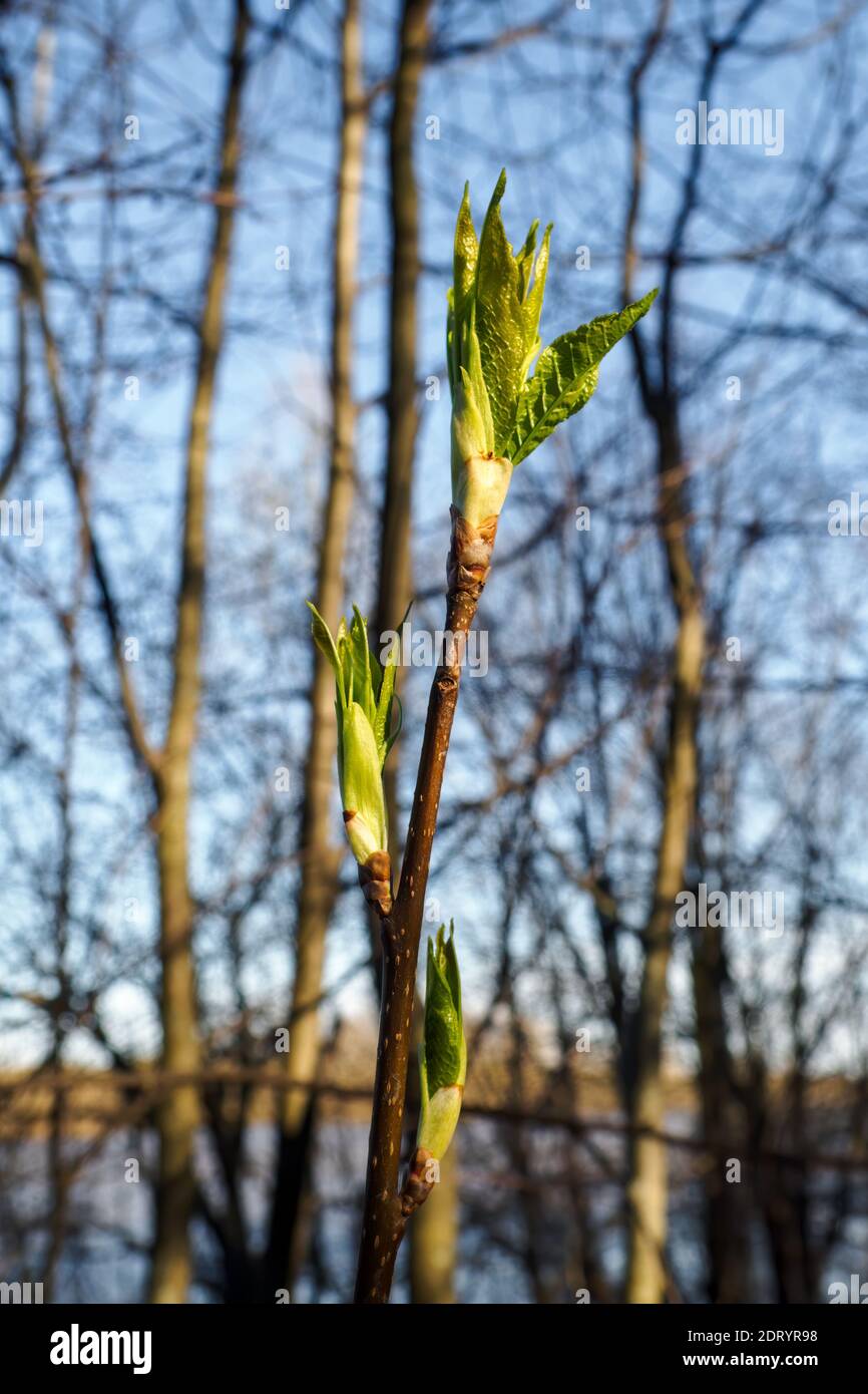 Close-up branch Prunus padus with young green leaves in spring day. Vertical view Stock Photo