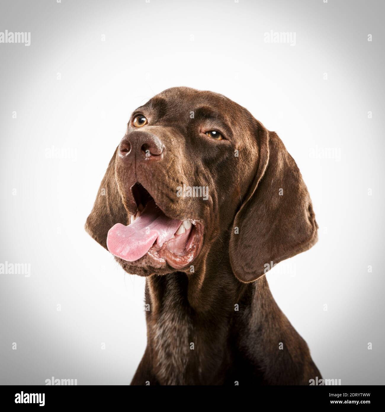 Studio portrait of an expressive german shorthaired pointer dog against white background Stock Photo